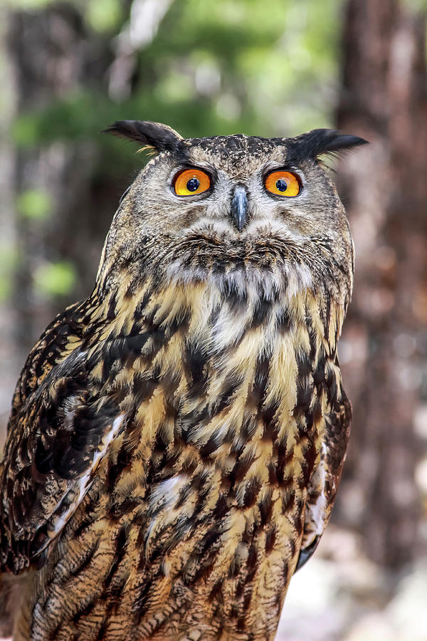 Great Horned Owl 2, Vertical Photograph by Dawn Richards