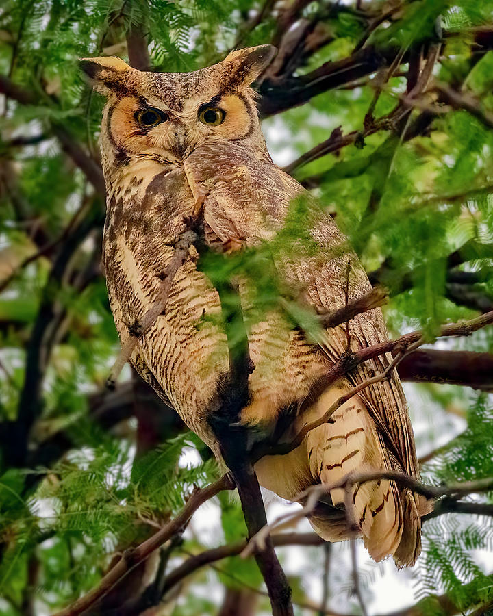 Great Horned Owl 24536 Photograph by Mark Myhaver