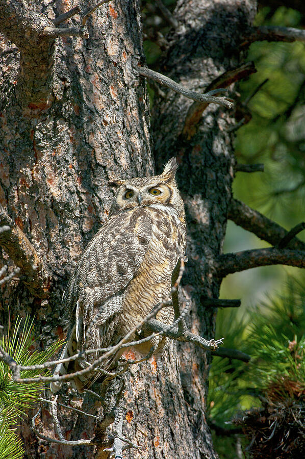 Great Horned Owl - 5123 Photograph by Jerry Owens