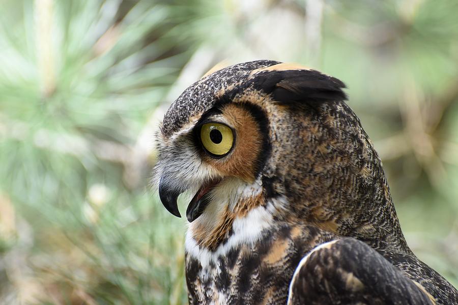 Great Horned Owl  638 Photograph by Joyce StJames