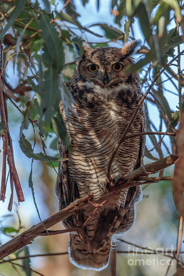 Great Horned Owl Photograph - Great Horned Owl 7a9521 by Stephen Parker