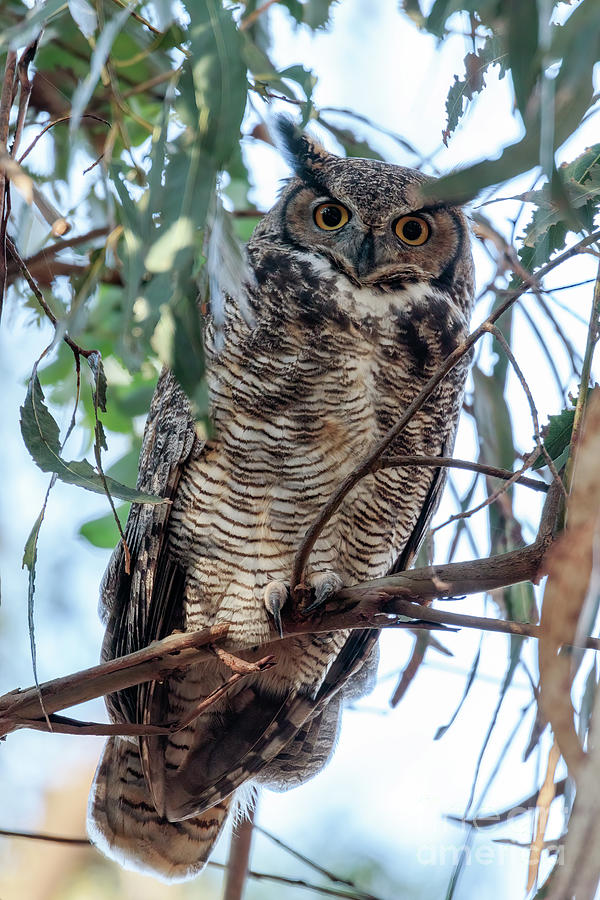 Great Horned Owl Photograph - Great Horned Owl 7a9528 by Stephen Parker