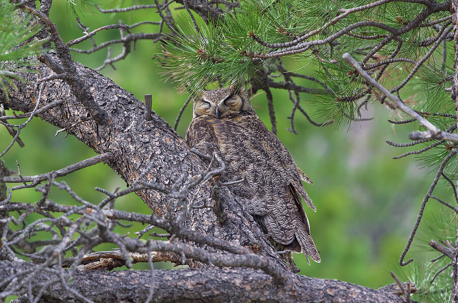Great Horned Owl - 8286 Photograph by Jerry Owens