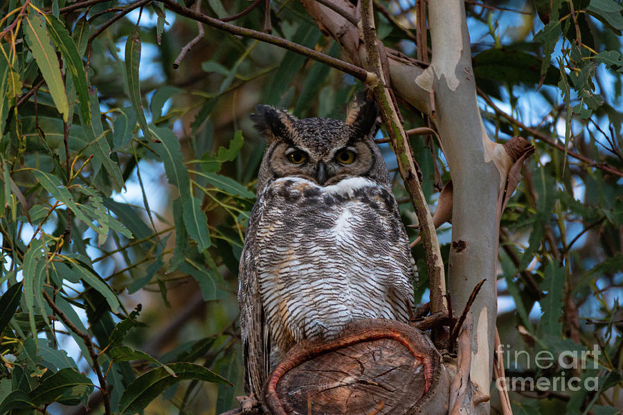 Owl Photograph - Great Horned Owl 8513 by Craig Corwin