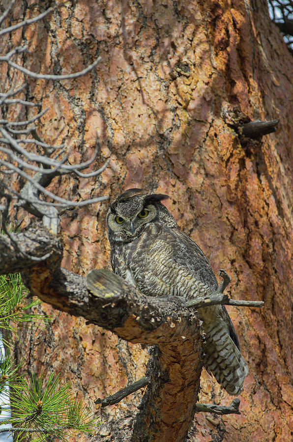 Great Horned Owl - 8873 Photograph by Jerry Owens - Fine Art America