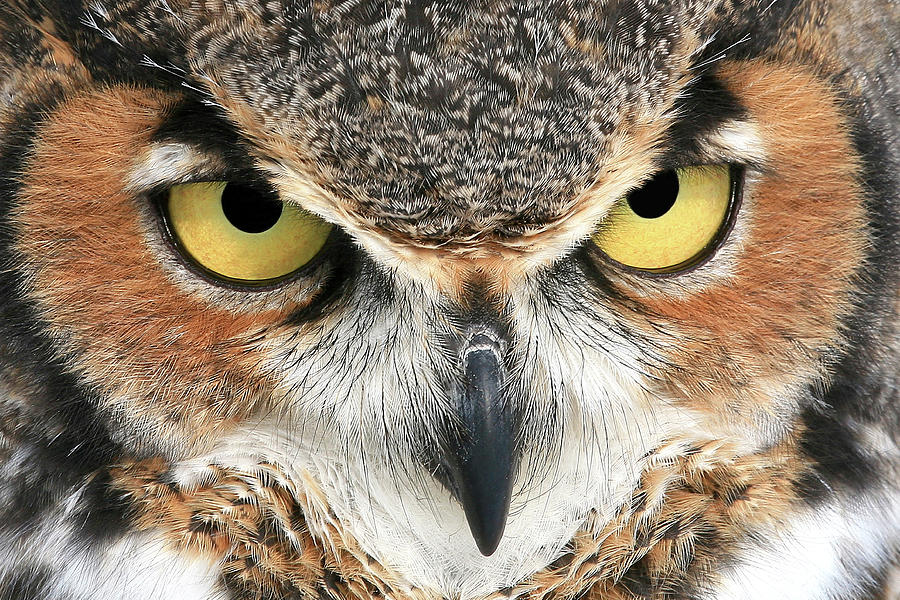 Great Horned Owl Photograph by Adam Grim - Fine Art America