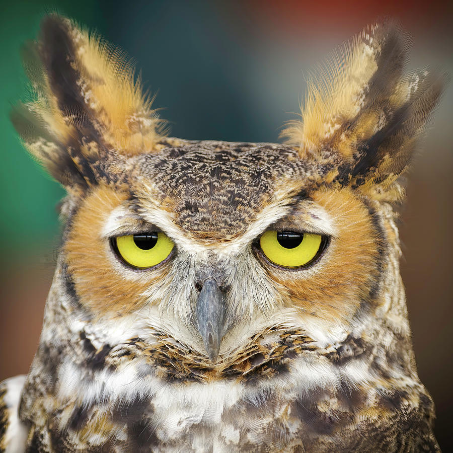 Great Horned Owl Photograph by Adam Rainoff Great Horned Owl Photograph by Adam Rainoff