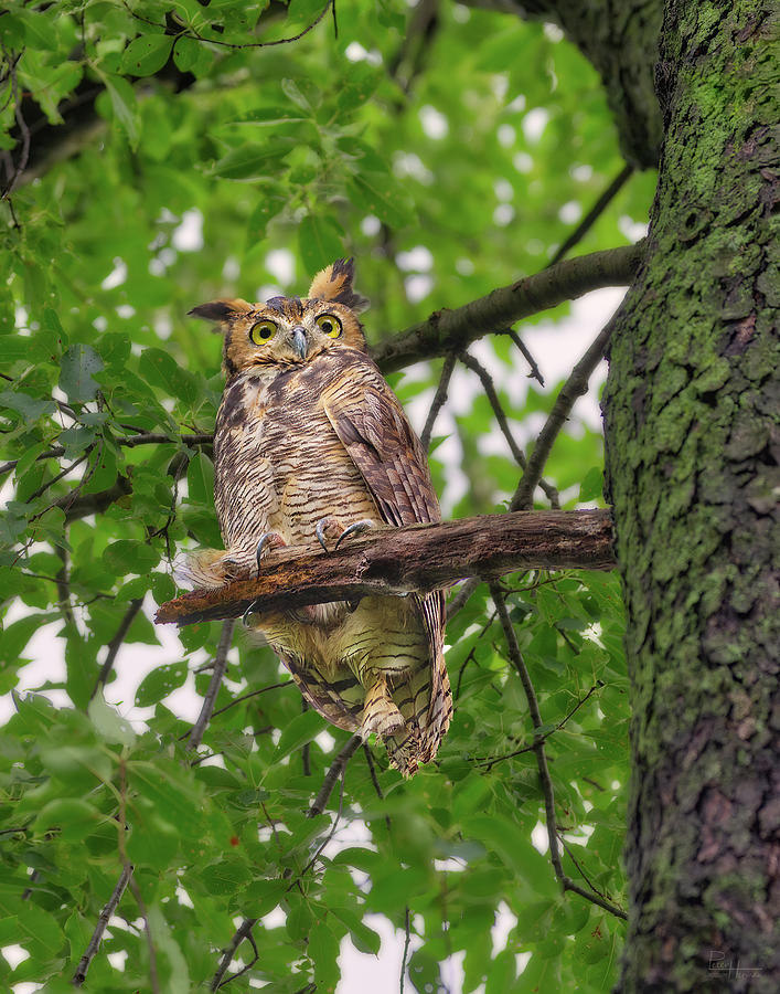 Great Horned Owl after a rain, being pestered by crows and a squirrel Photograph by Peter Herman