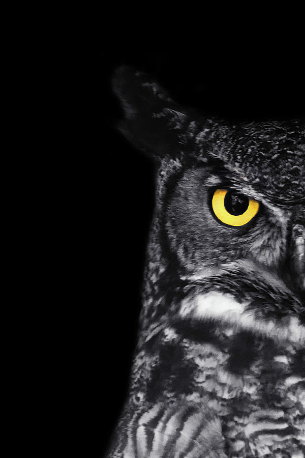 Owl Photograph - Great Horned Owl - Alternate Eye by Stephanie McDowell