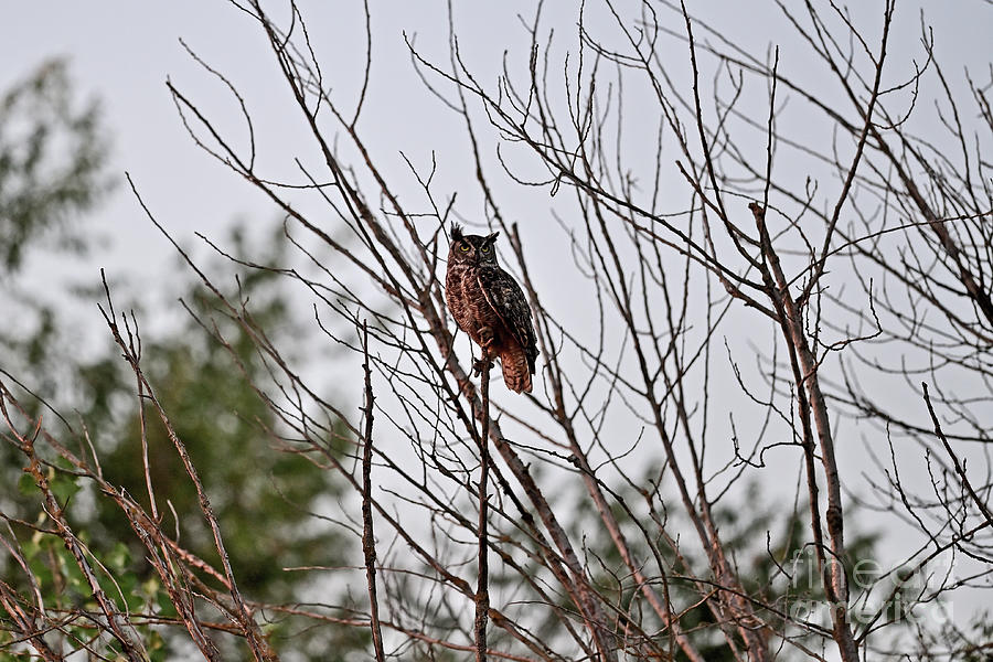 Great horned Owl Photograph by Amazing Action Photo Video