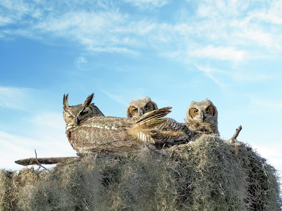 Great Horned Owl And Chicks Photograph by Gina Fitzhugh