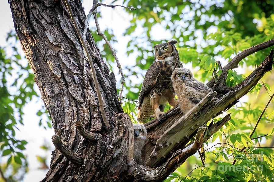 Great Horned Owl and Chicks Photograph by Richard Smith