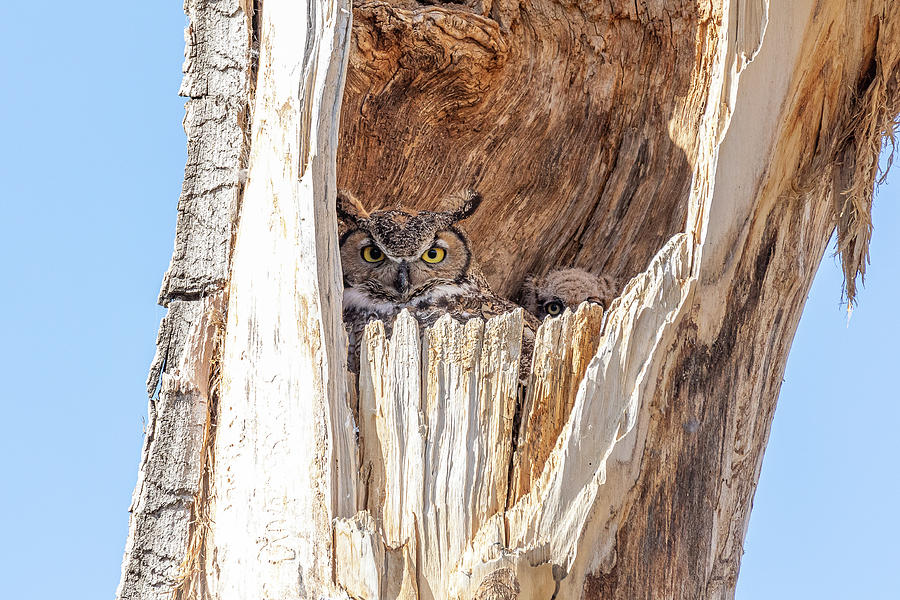 Great Horned Owl and its Owlet Hunker Down Photograph by Tony Hake