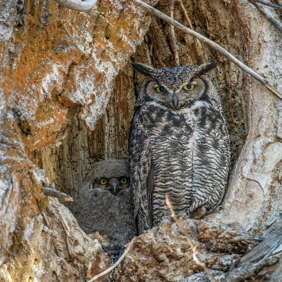 Great Horned Owl and Owlet Photograph by Constance Puttkemery