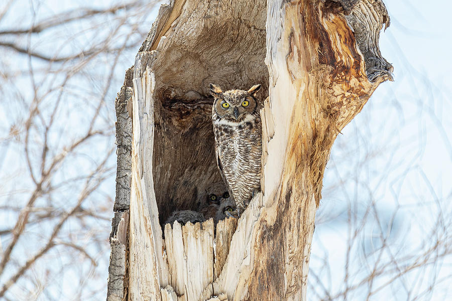 Great Horned Owl and Owlets Keeping Watch Photograph by Tony Hake