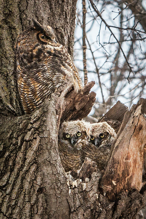 Great Horned Owl and Owlets Photograph by Patti Deters