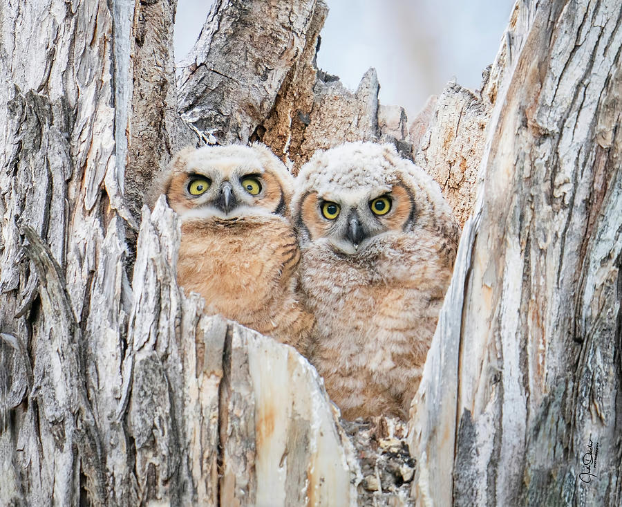 Great Horned Owl Babies Photograph