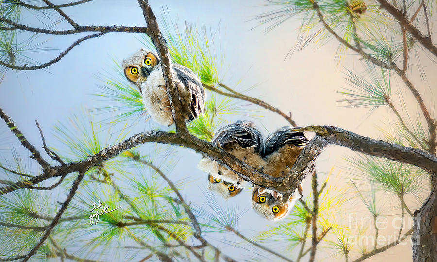 Great Horned Owl Babies On A Limb 60x36 Photograph by TK Goforth