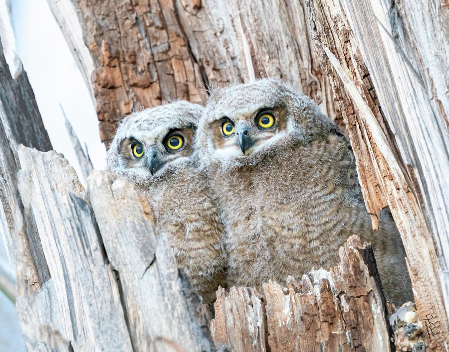 baby horned owls