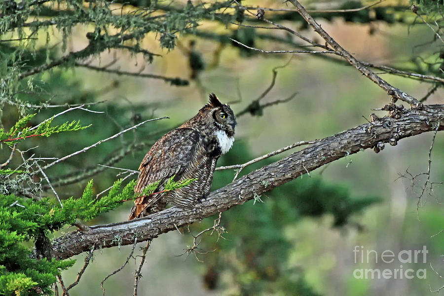 Great Horned Owl Photograph by Amazing Action Photo Video