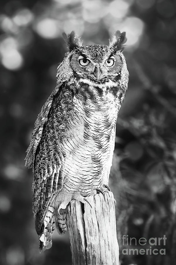 Great Horned Owl Black And White Photograph by Sharon McConnell