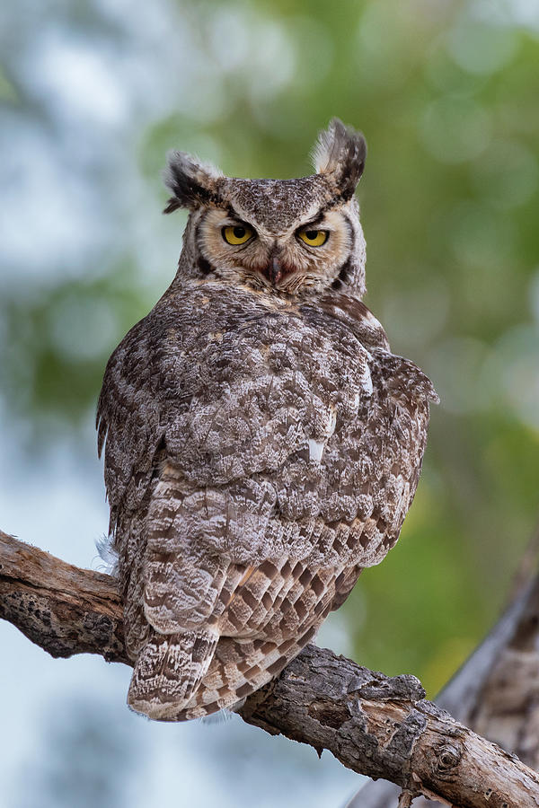 Great Horned Owl, Black Mesa State Park Photograph by Steven Hunter ...