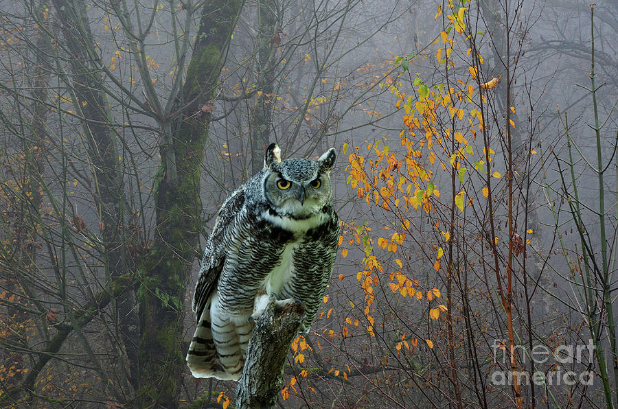 Great Horned Owl Photograph by Bob Christopher