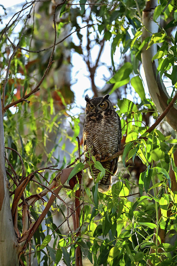 Great-horned Owl - Bubo virginianus Photograph by Amazing Action Photo Video