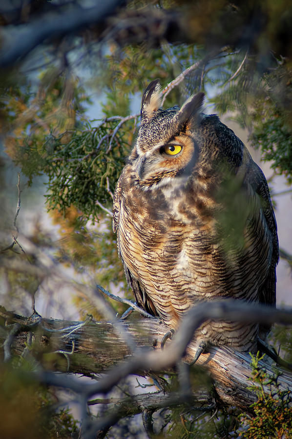 Great Horned Owl-Bubo virginianus-in Juniper Tree Photograph by Mary Lee Dereske