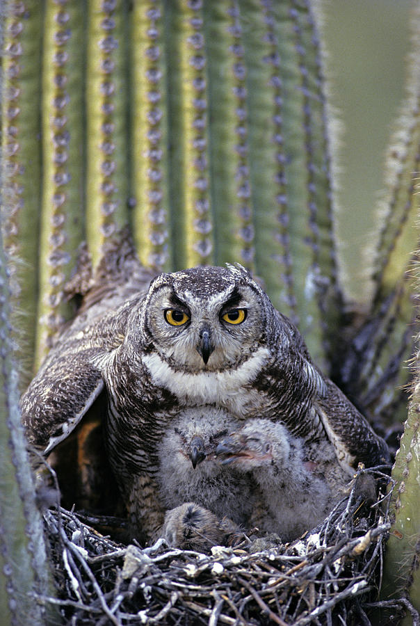 Great Horned Owl, Bubo virginianus, on nest with chicks in saguaro cactus, Arizona, USA Photograph by John Cancalosi