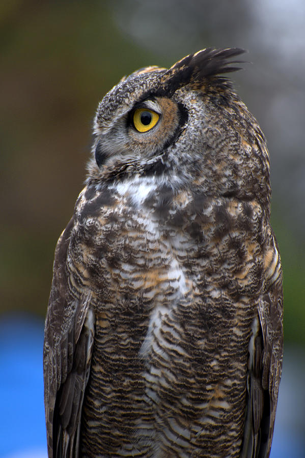 Great Horned Owl (Bubo virginianus) side view Photograph by Barbara Rich