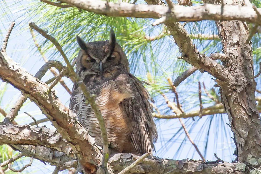 Great horned owl Photograph by Charles Aitken