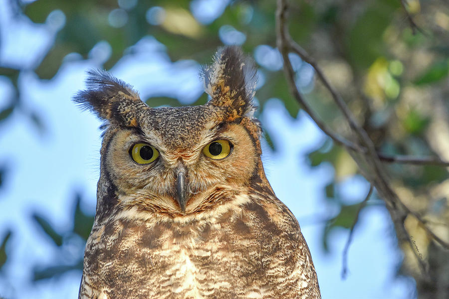 Great Horned Owl Photograph by Christopher Rice
