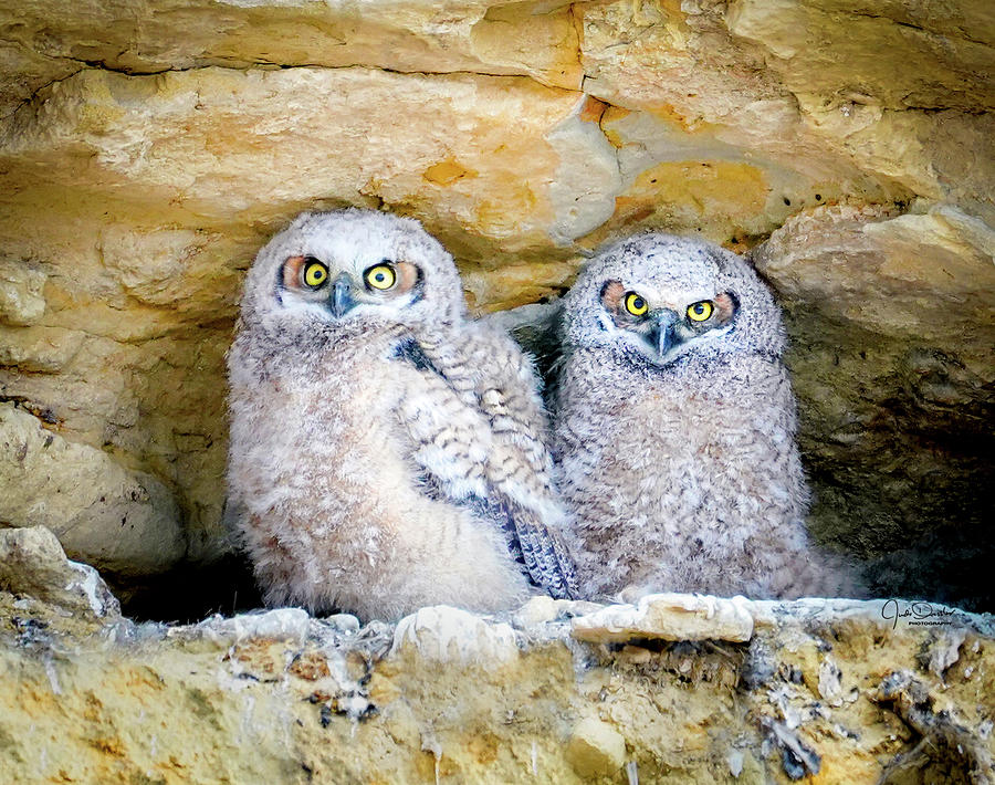 Great Horned Owl Cliff Nest Photograph by Judi Dressler