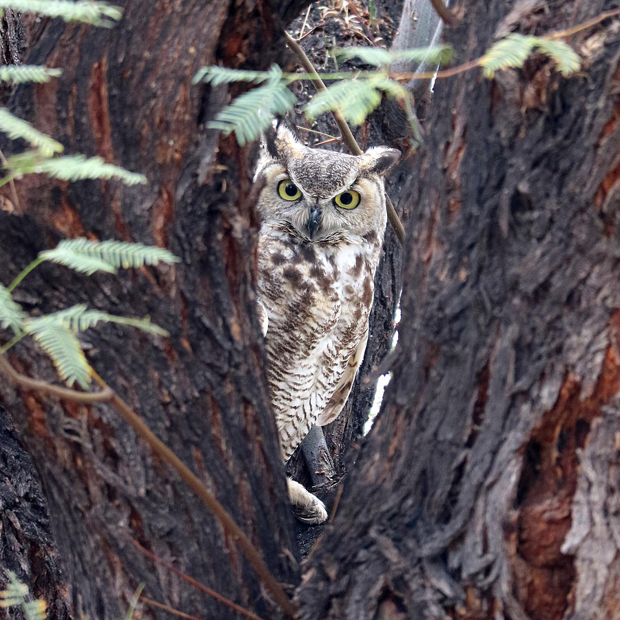 Great Horned Owl Close-up Photograph by Deborah J Humphries