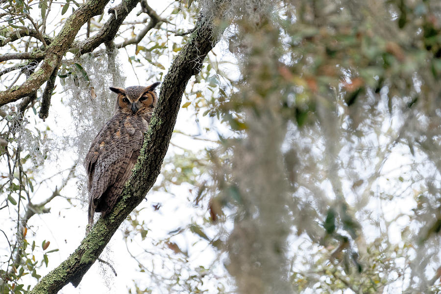 Great Horned Owl Photograph by Colin Hocking