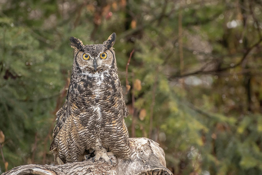 Great Horned Owl Photograph by Constance Puttkemery