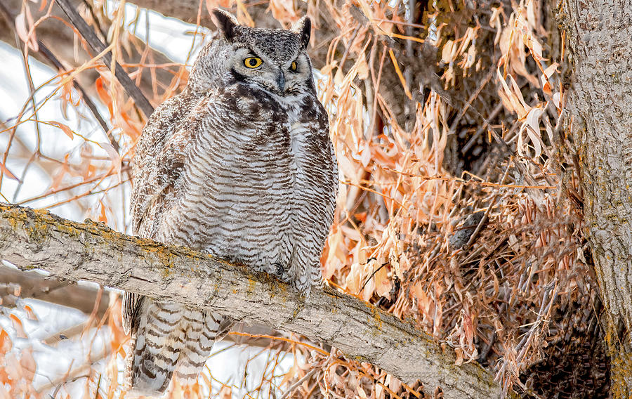 Great Horned Owl Contemplates Dinner Photograph by Marcy Wielfaert