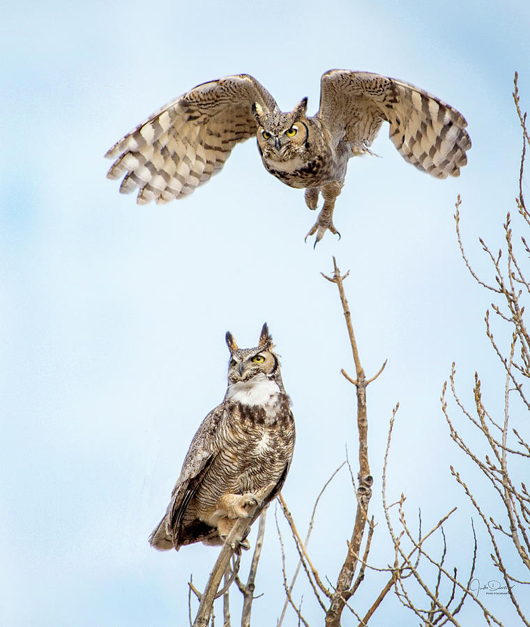 Great Horned Owl Couple Photograph by Judi Dressler