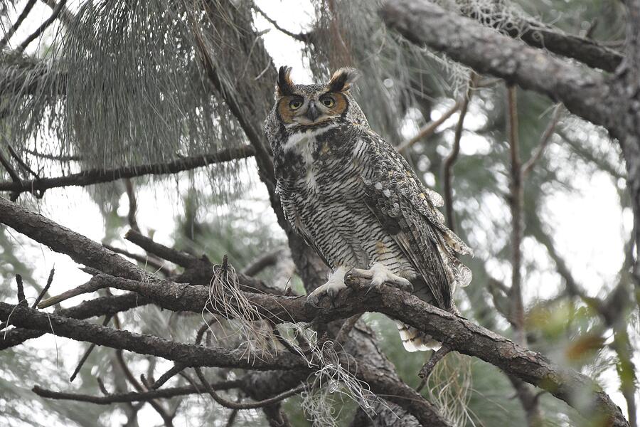 Great Horned Owl Photograph by David McKinney Great Horned Owl Photograph by David McKinney