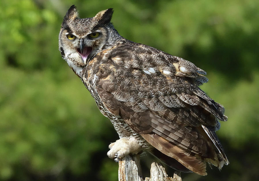 Great Horned Owl Photograph by David Porteus