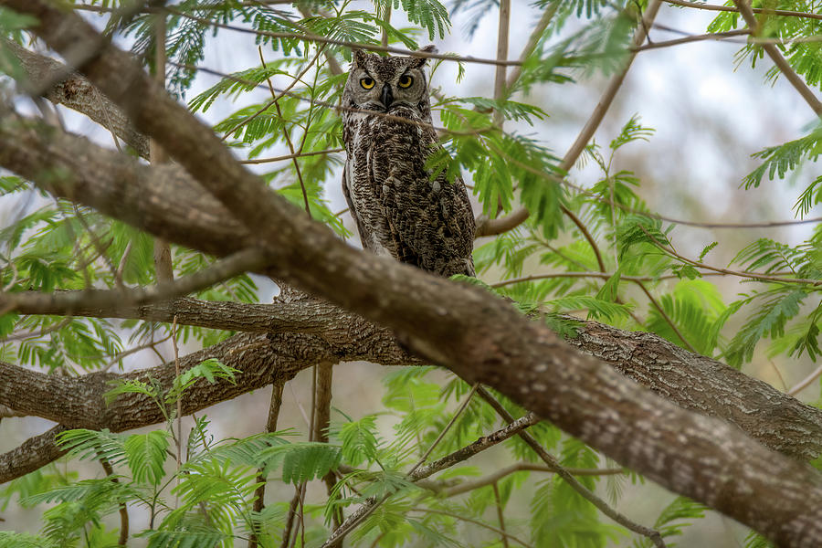 Great Horned Owl Photograph by Debra Martz