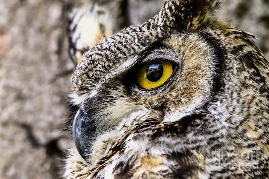 Great Horned Owl  Photograph by Dlamb Photography