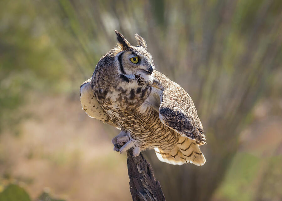 Tucson Photograph - Great Horned Owl During Free-Flight by Rosemary Woods Images