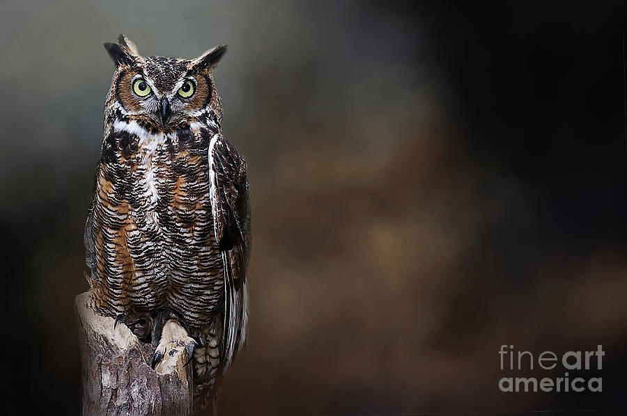 Great Horned Owl Mixed Media by Ed Taylor