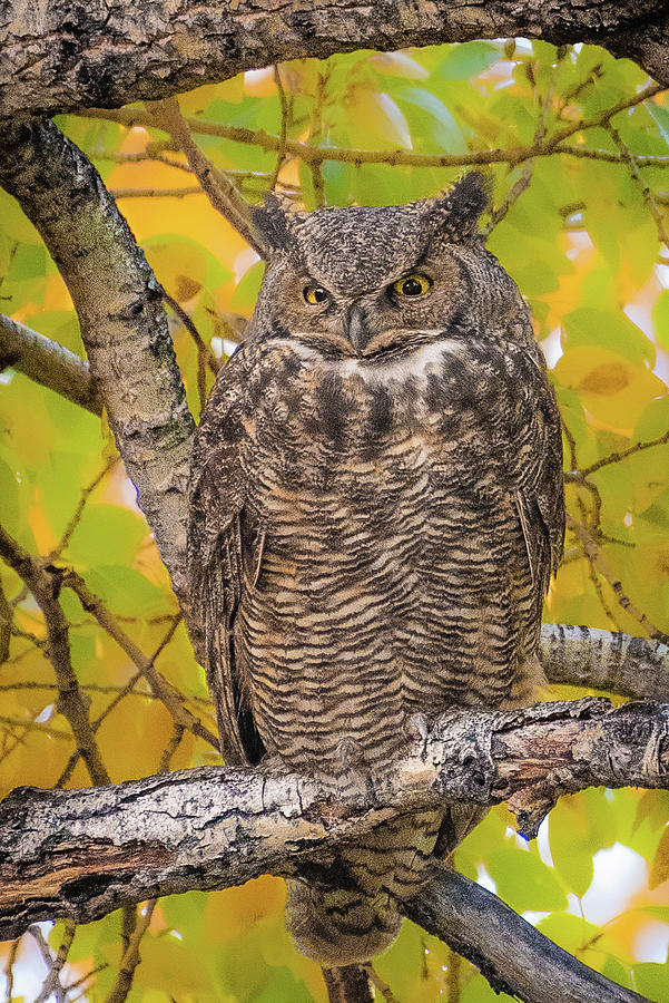 Great Horned Owl  Photograph by Erin K Images