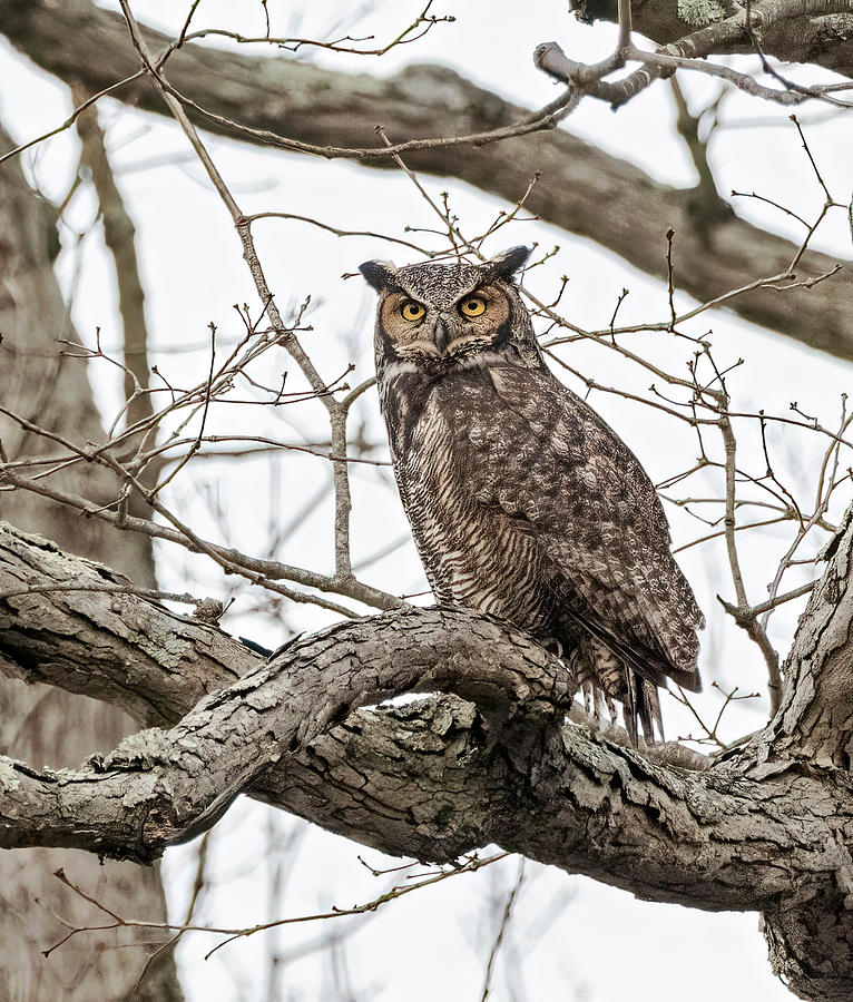 Great Horned Owl Eyes Photograph by Scott Miller - Fine Art America