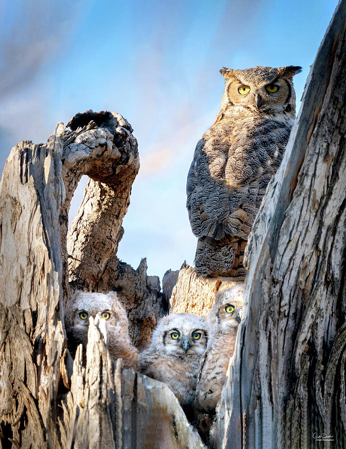 Great Horned Owl Family Photograph by Judi Dressler
