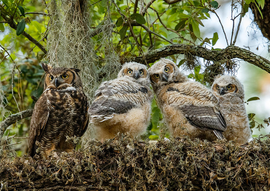 Great Horned Owl family of three Photograph by Judy Rogero