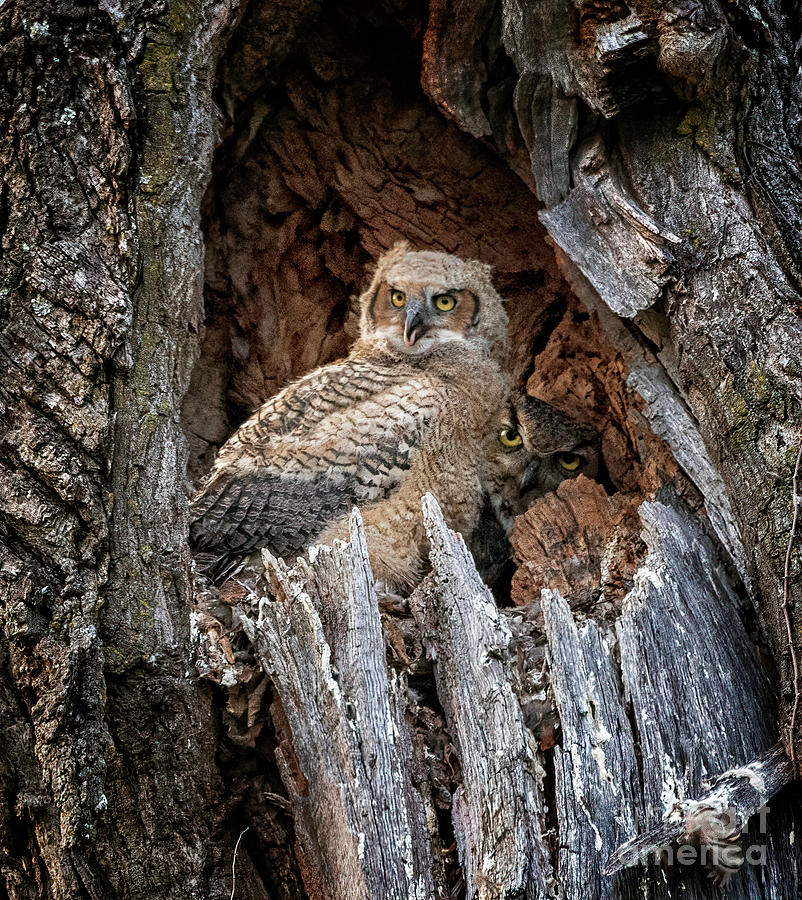 Great Horned Owl Family Photograph by Teresa Jack